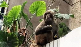 猴子的最新爆料