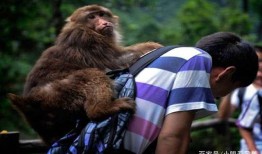 猴子的最新爆料