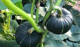 吃瓜八卦网红是谁,吃瓜八卦网红背后的故事