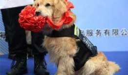 云南搜尸犬爆料视频大全,生死救援一线牵