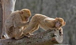 猴子的最新爆料