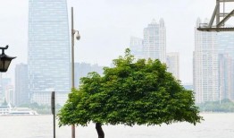 武汉江滩最新爆料,新景观、新体验，带你领略江城魅力