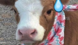 娱乐吃瓜酱小狗,揭秘娱乐圈那些不为人知的趣事