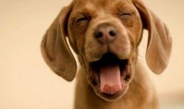 娱乐吃瓜酱小狗,揭秘娱乐圈那些不为人知的趣事