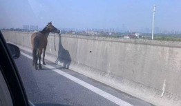 杭州九堡大桥最新爆料,揭秘工程进展与未来规划