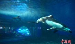 海洋最新爆料消息新闻内容,最新海洋发现揭示神秘海底世界