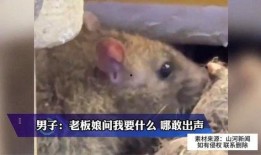 大雨爆料老鼠视频在线观看,城市“鼠患”何时休？