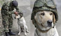 云南搜尸犬爆料视频大全,生死救援一线牵