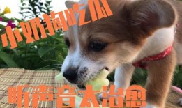 娱乐吃瓜酱小狗,揭秘娱乐圈那些不为人知的趣事