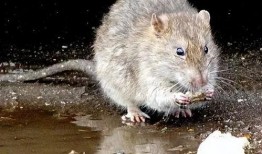 大雨爆料老鼠视频在线观看,城市“鼠患”何时休？