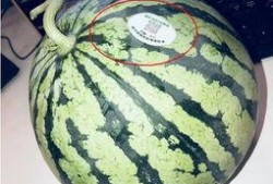 河津网红吃瓜,揭秘幕后故事与热门话题