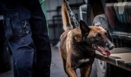 云南搜尸犬爆料视频大全,生死救援一线牵
